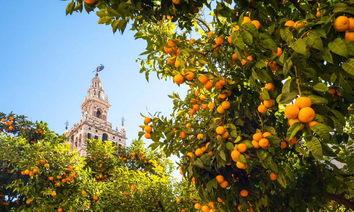 Bitter Orange trees in Serville