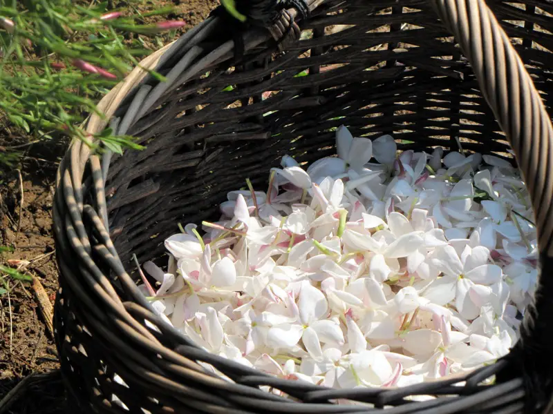 A Guide To The Best Jasmine Perfumes