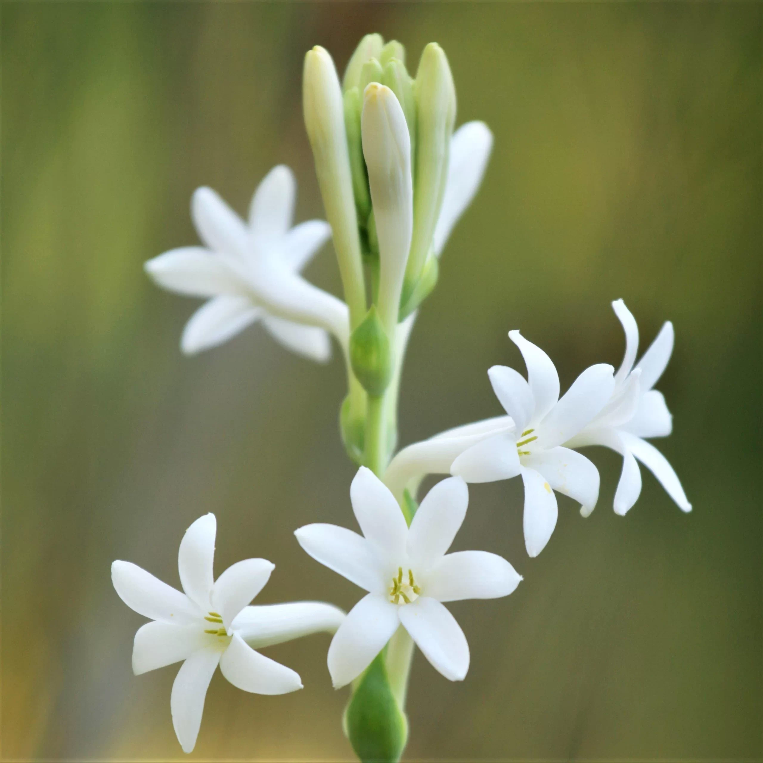 The Ultimate Guide To The Best Tuberose Perfumes