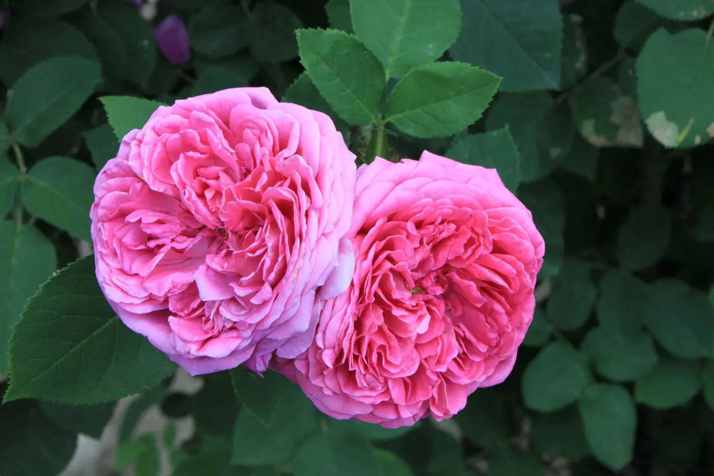 Rosa de damasco