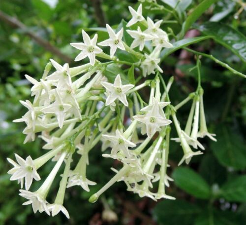 Jazmín floreciente de la noche