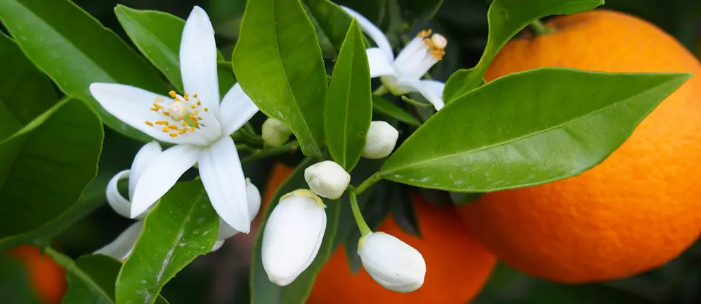 The Essential Guide to Choosing the Best Orange Blossom Perfume