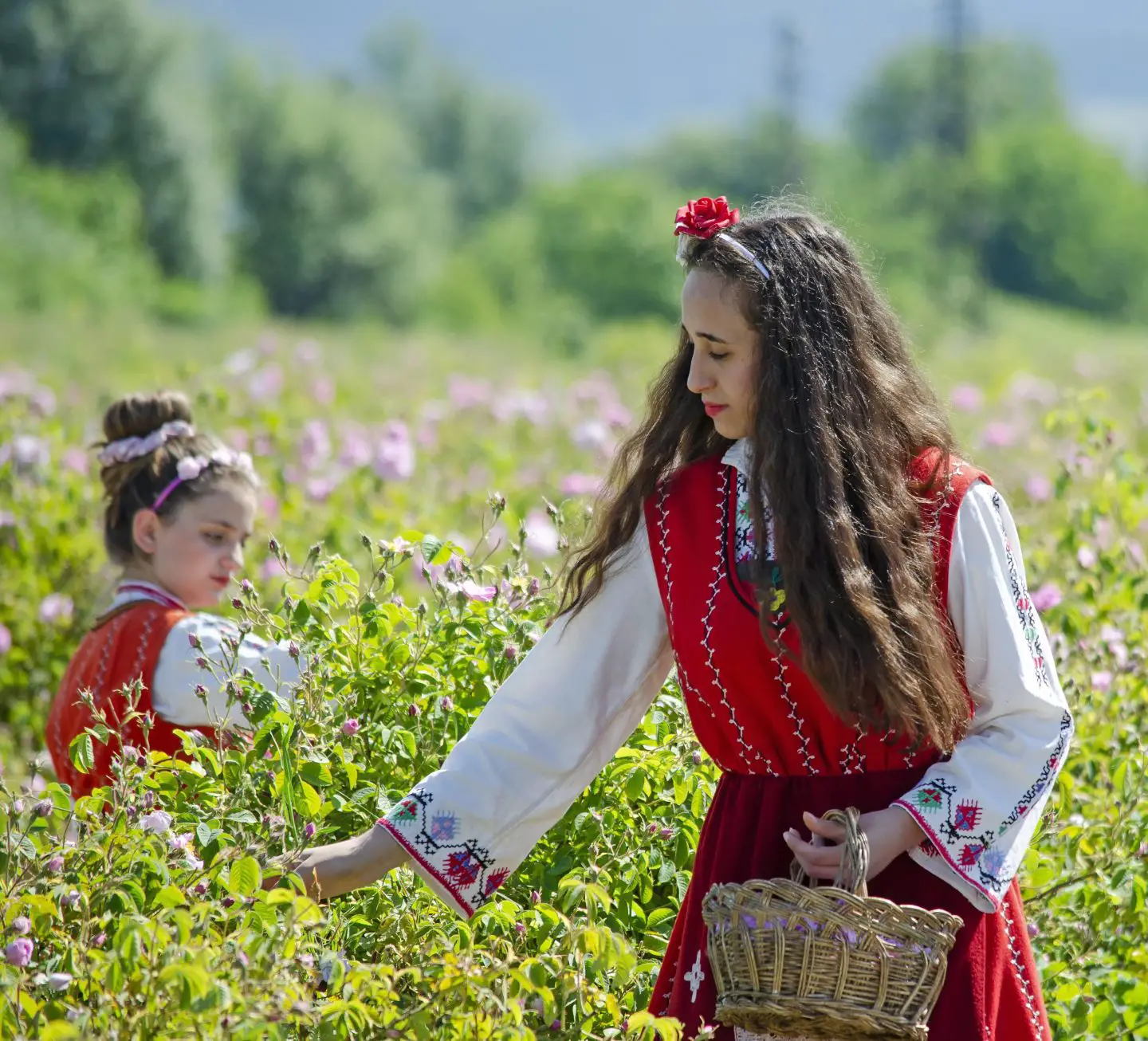 Recogida de rosas búlgaras