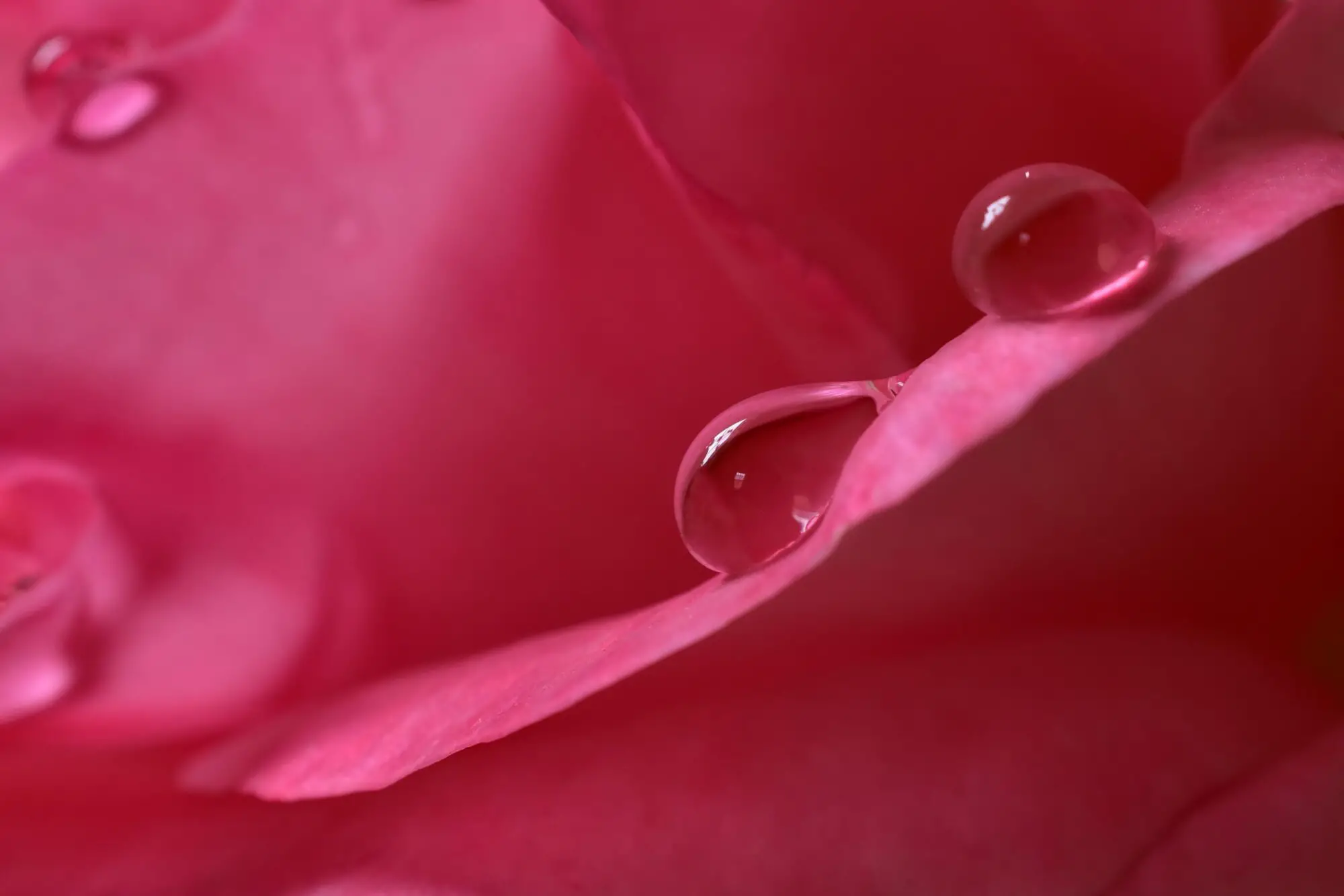 Cosecha de rosas para perfumería; Rosa damascena vs rosa de mayo