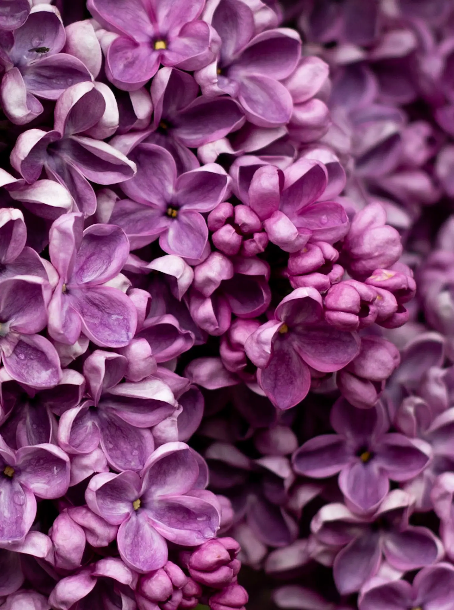 A Guide To The Best Lilac Perfumes