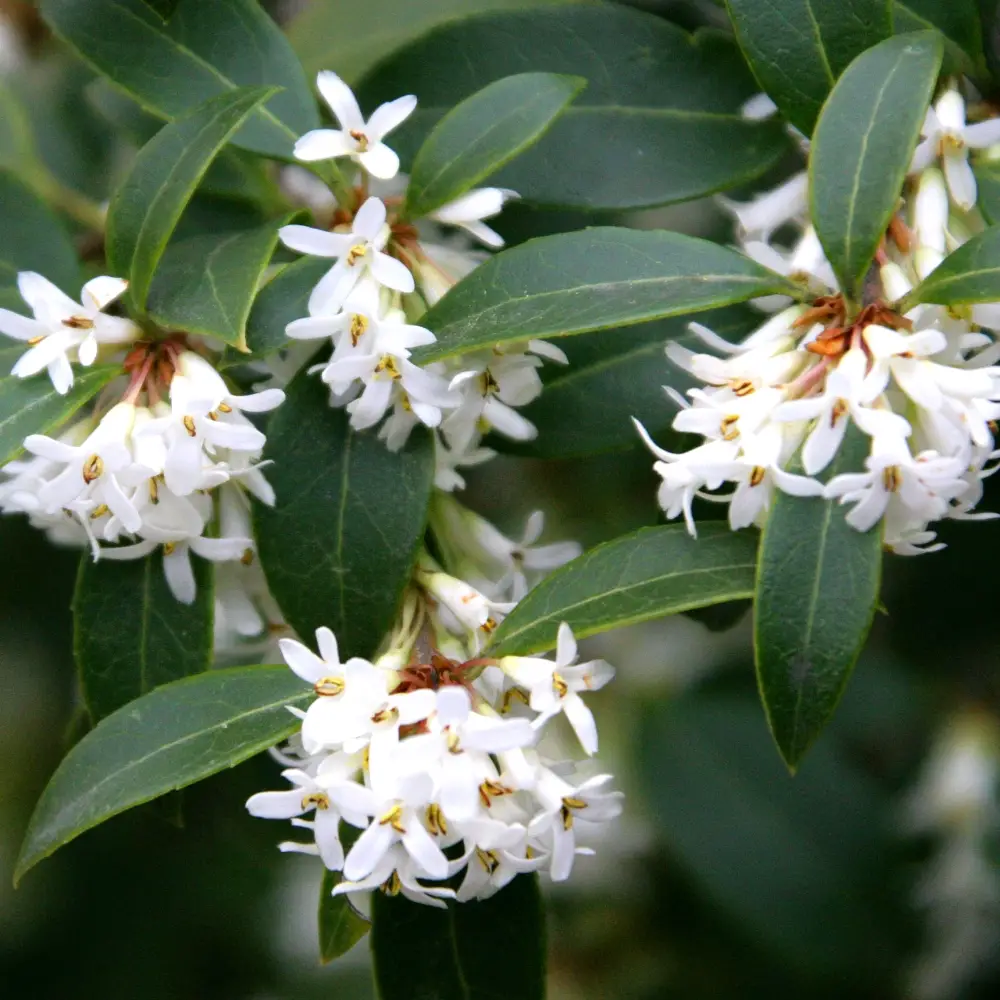 A Guide To The Best Osmanthus Perfumes