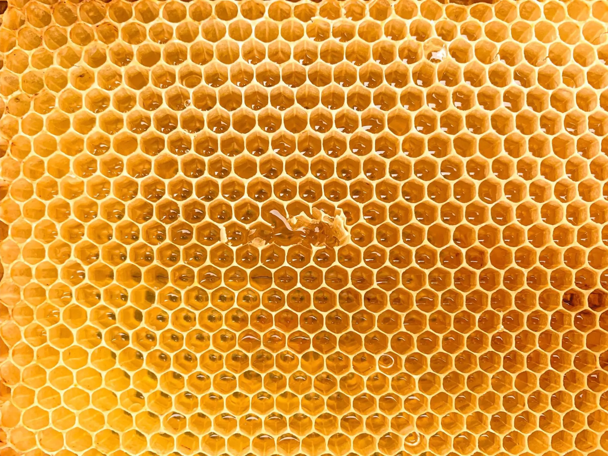 A Guide To The Best Honey Perfumes