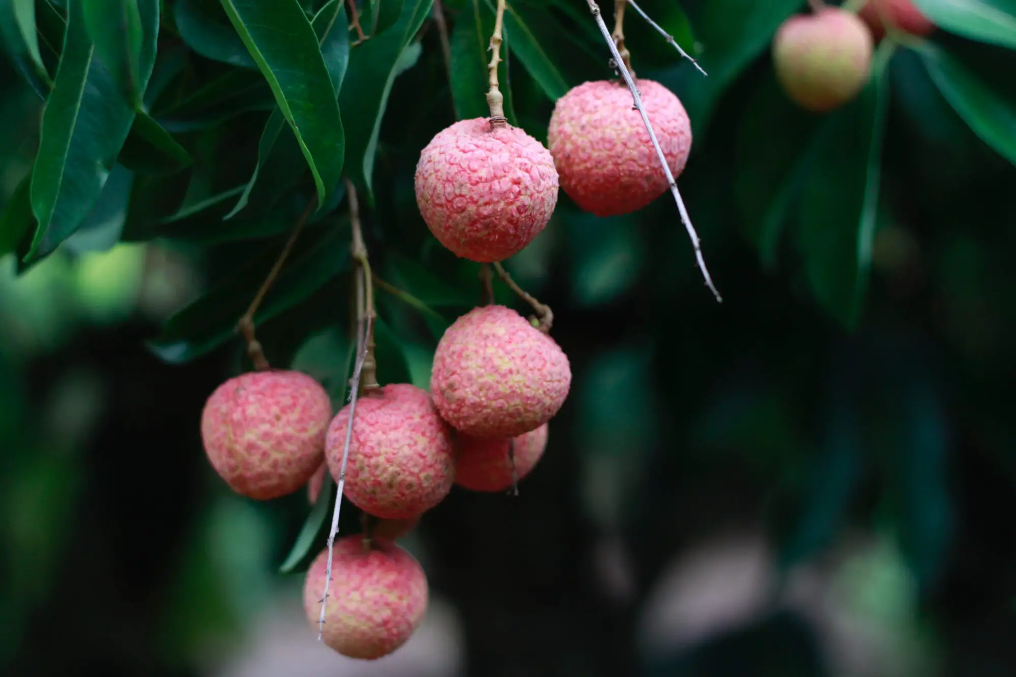 The Ultimate Guide To The Best Lychee Perfumes