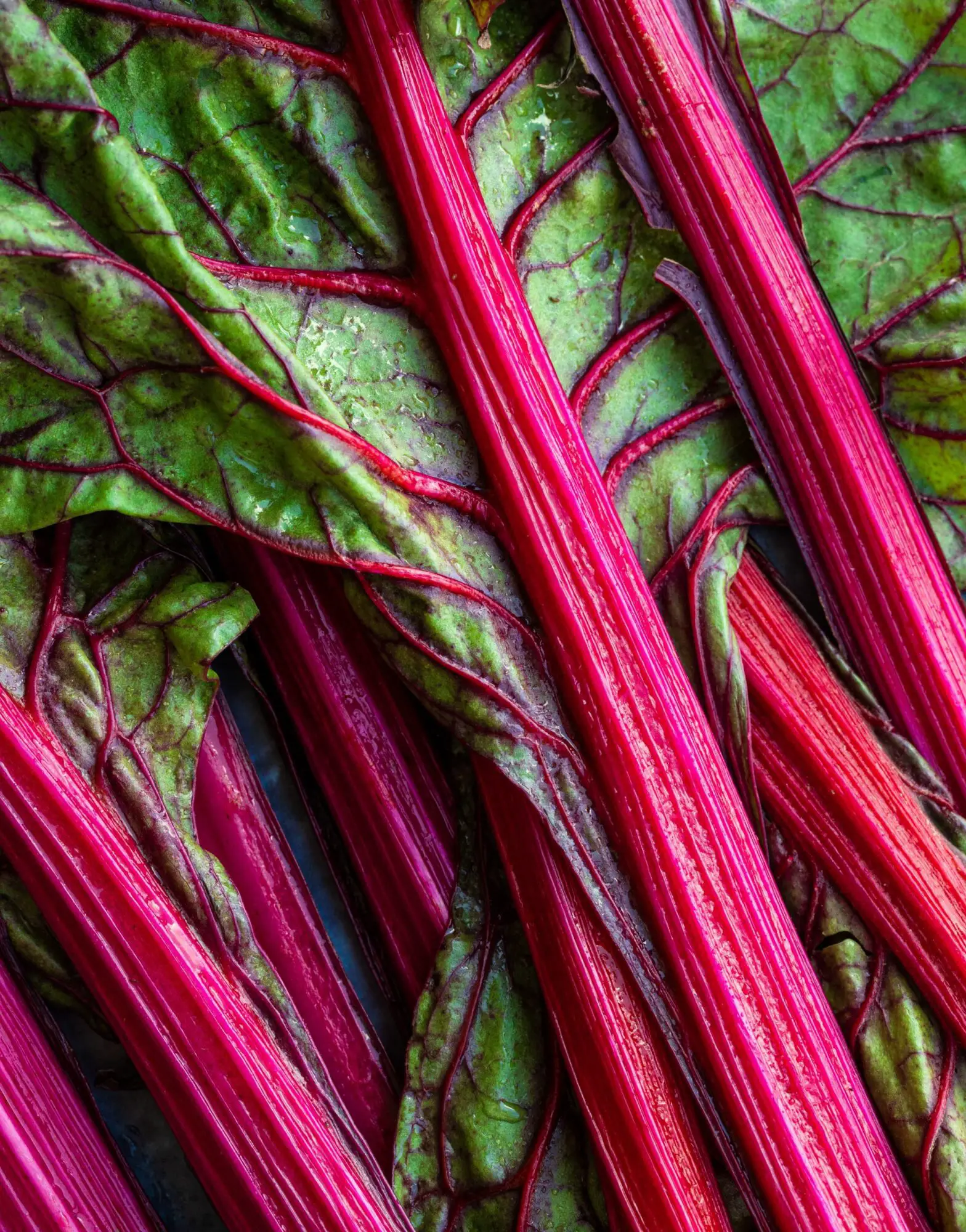 The Ultimate Guide To The Best Rhubarb Fragrances
