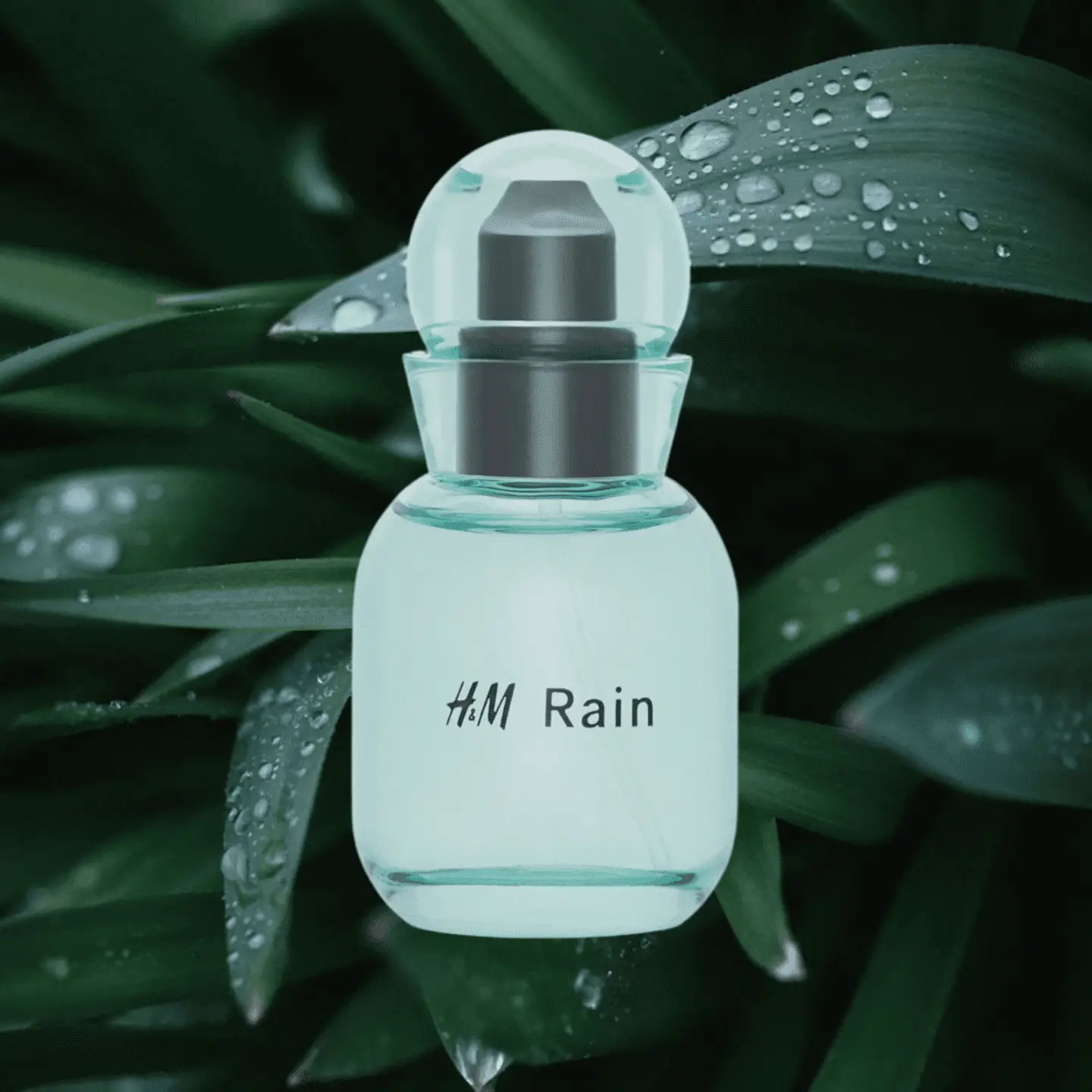 HM-Rain-fragrance
Perfumes That Smell Like Rain
Petrichor