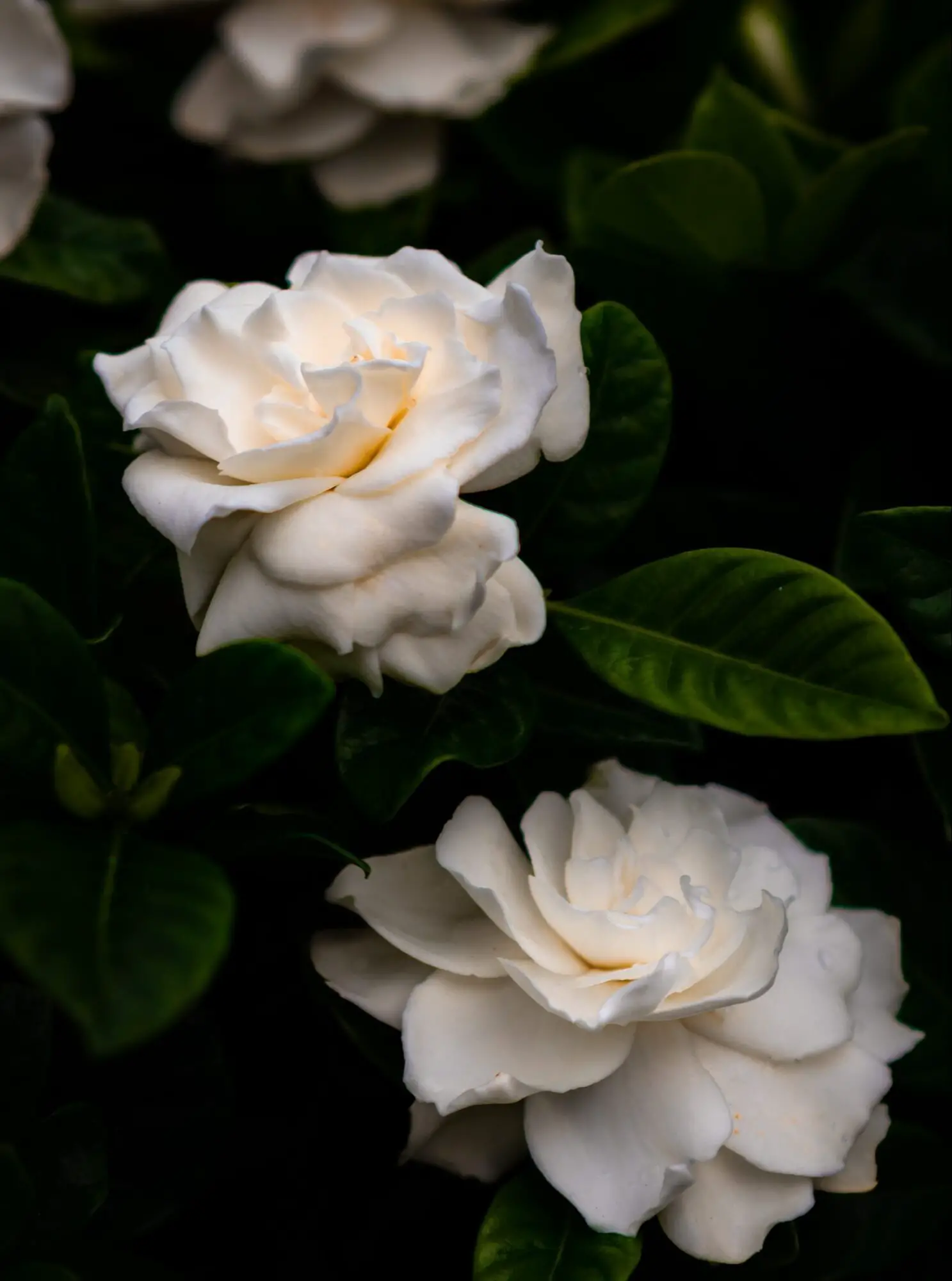 The Ultimate Guide To The Best Gardenia Perfumes