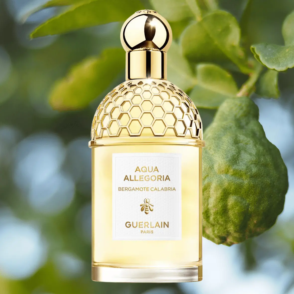 Guerlain Aqua Allegoria Bergamote Calabria 最佳佛手柑男士和女士香水