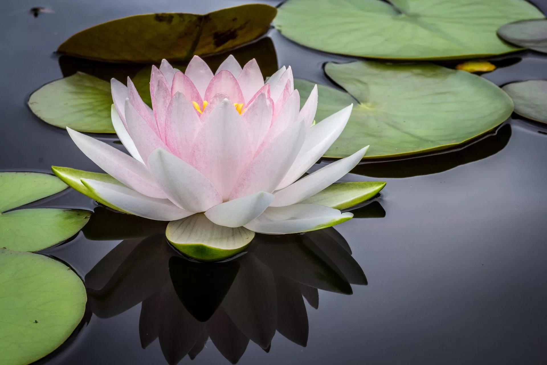 The Top 12 Water Lily Perfumes