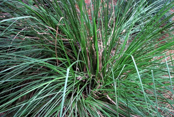 the top 10 vetiver Fragrances