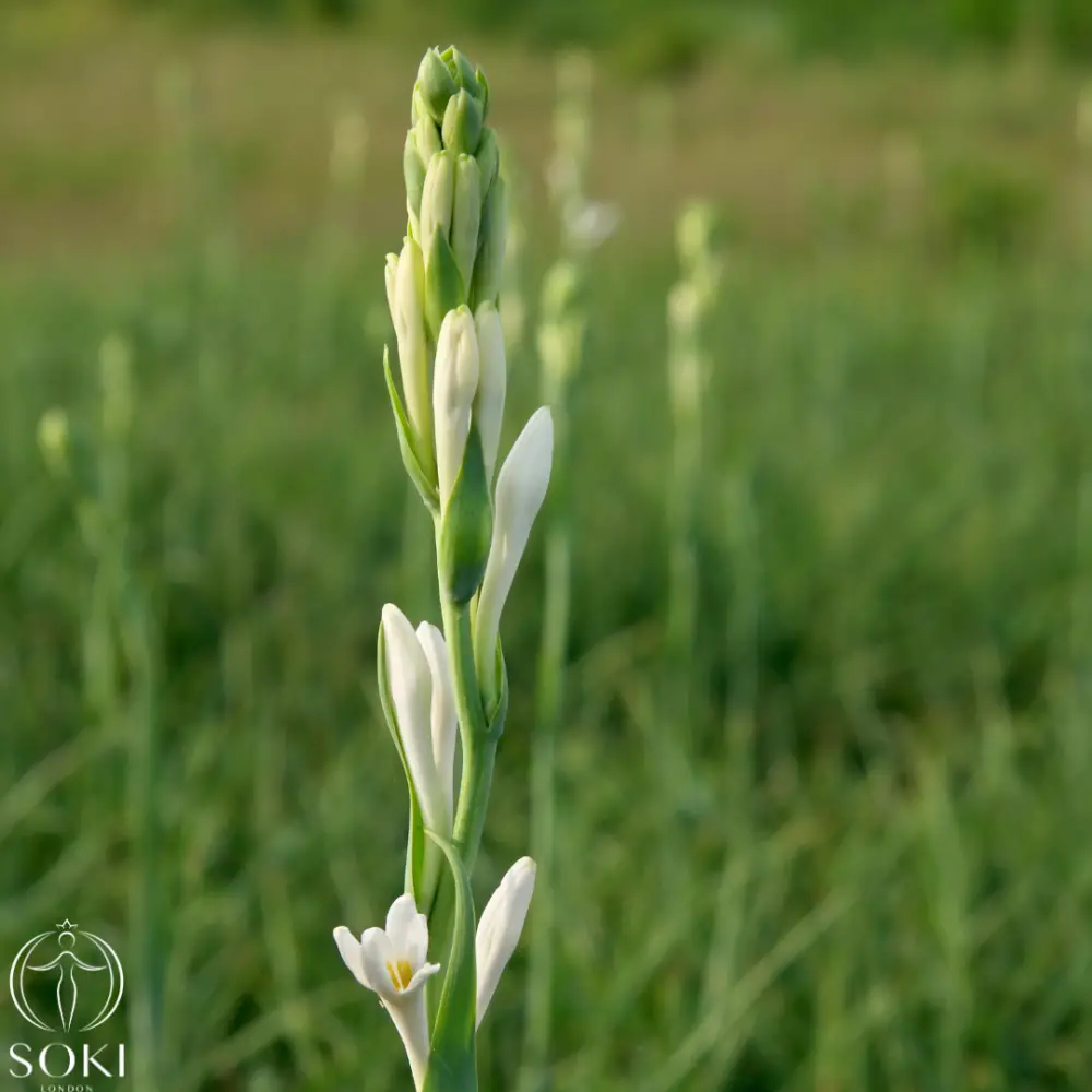 The Ultimate Guide To The Best Tuberose Perfumes SOKI LONDON